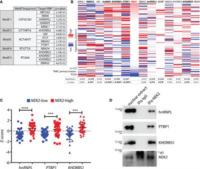 Functional Interaction Between the Oncogenic Kinase NEK2 and Sam68 Promotes a Splicing Program Involved in Migration and Invasion in Triple-Negative Breast Cancer